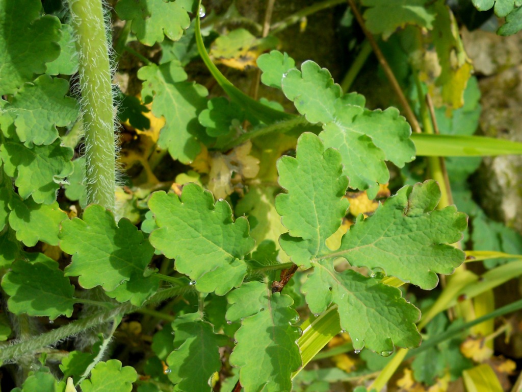 Chelidonium majus